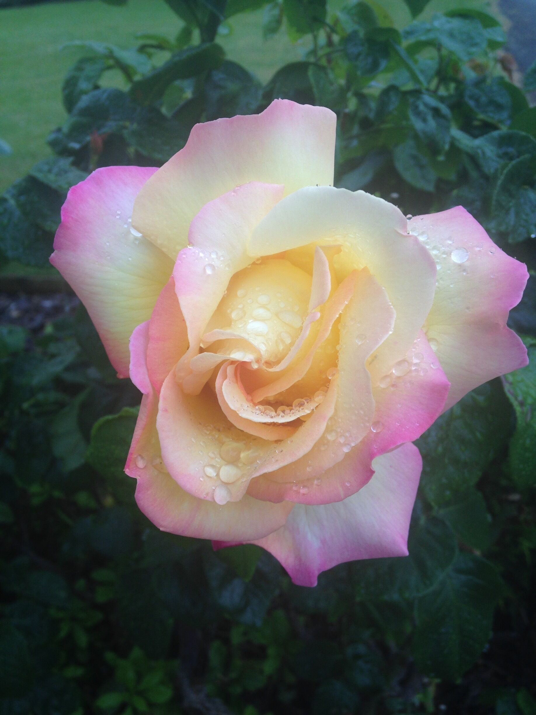 A pink and yellow rose with water droplets, surrounded by green foliage.