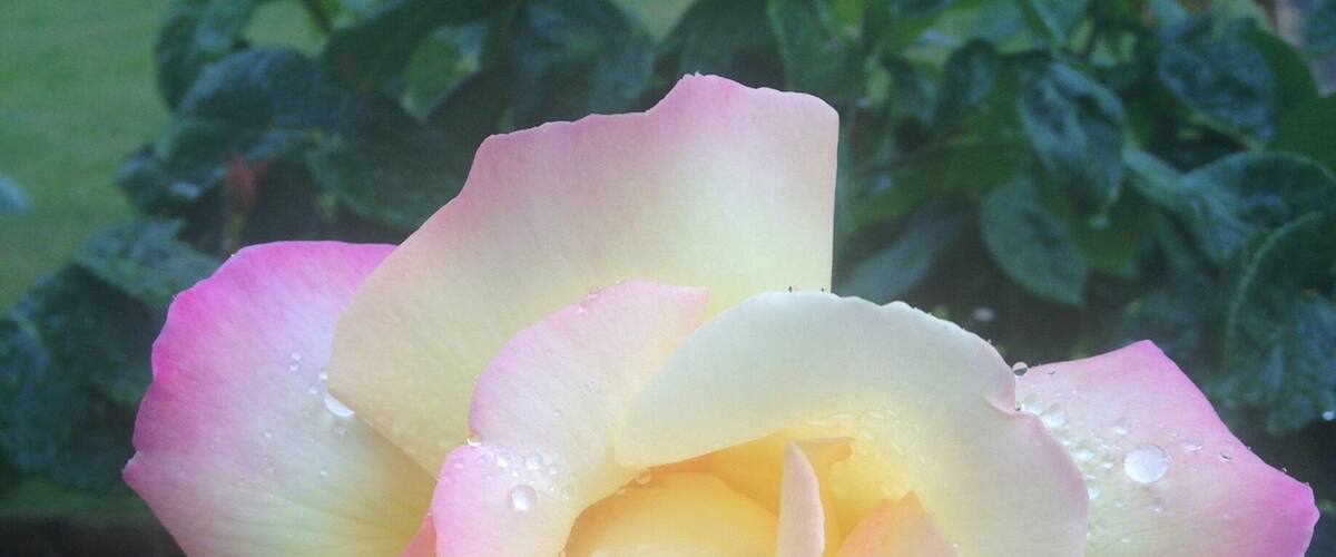 A pink and yellow rose with water droplets, surrounded by green foliage.