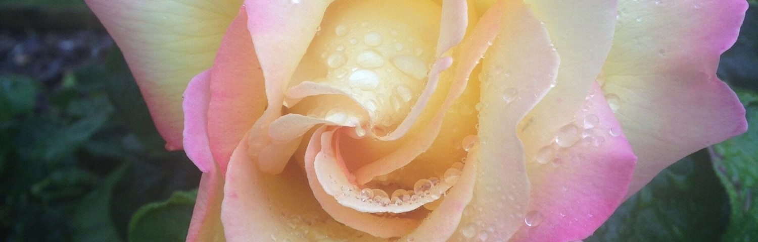 A pink and yellow rose with water droplets, surrounded by green foliage.