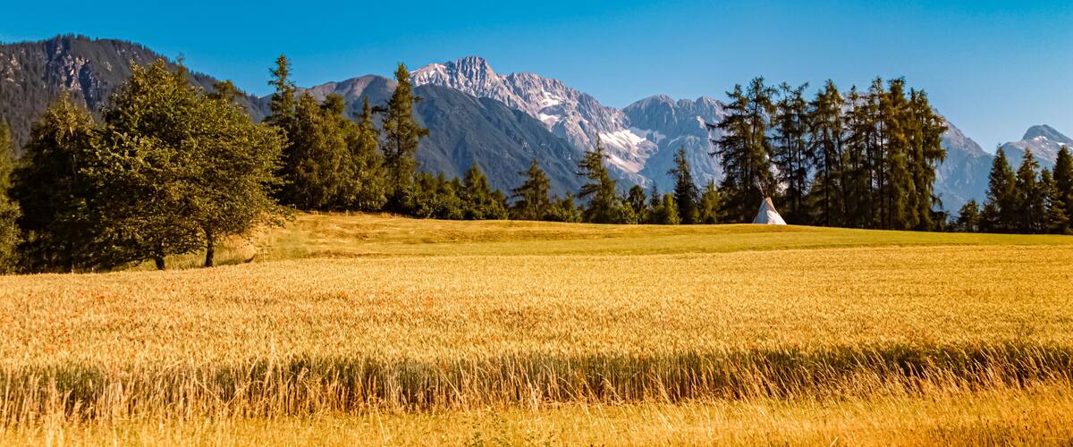A golden wheat field with mountains in the background.