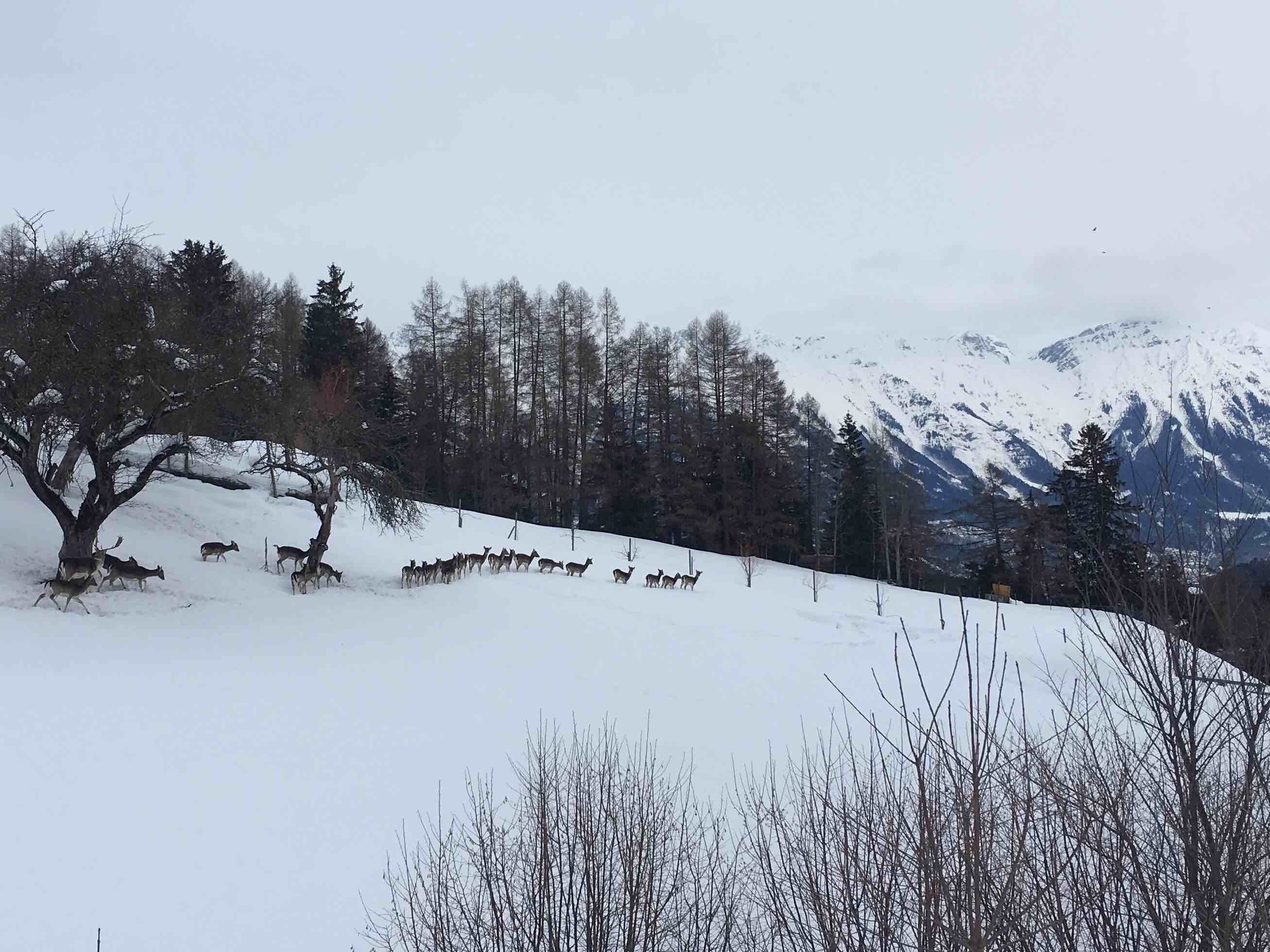 Wonder if these deers are wild or domestic