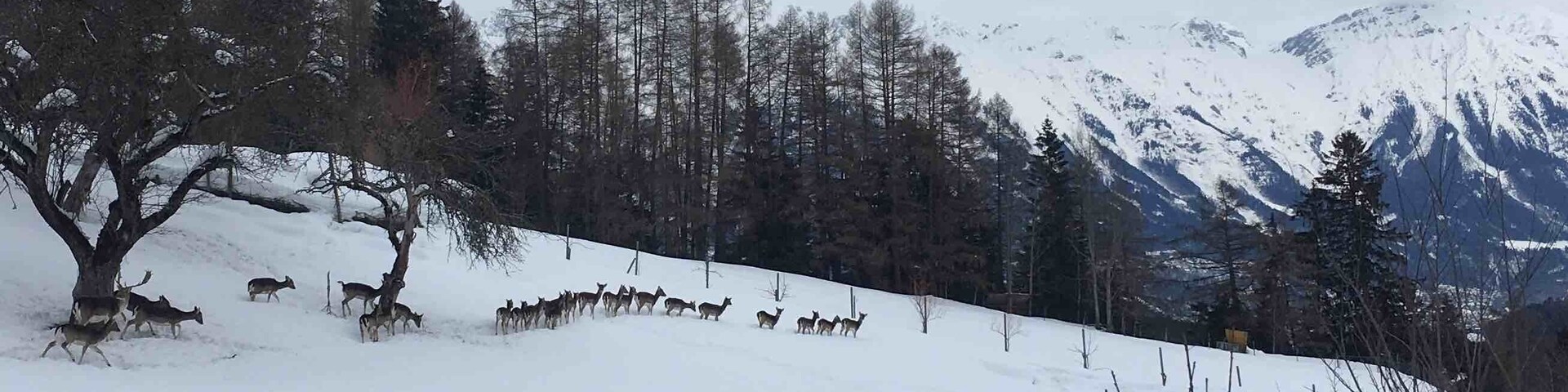Paisagem montanhosa coberta de neve, com um grupo de veados pastando em uma encosta.