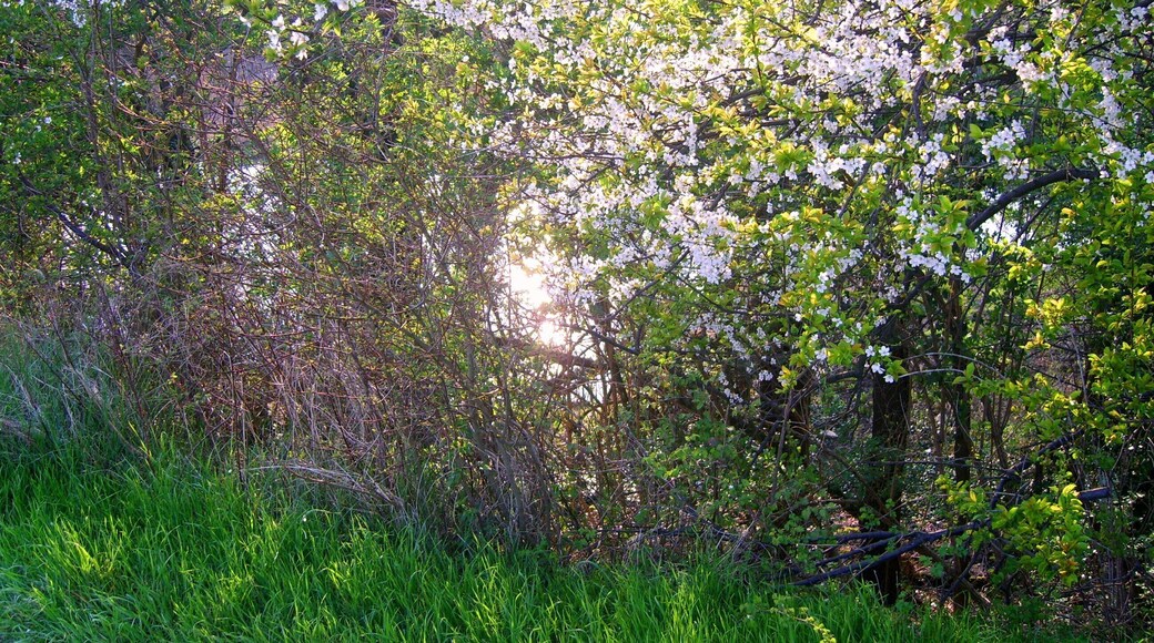 Panoramata primaverile