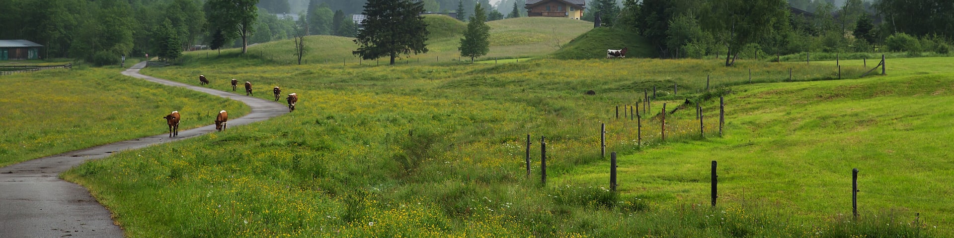 A winding road through a green field with cows, a house, and a mountain in the background.