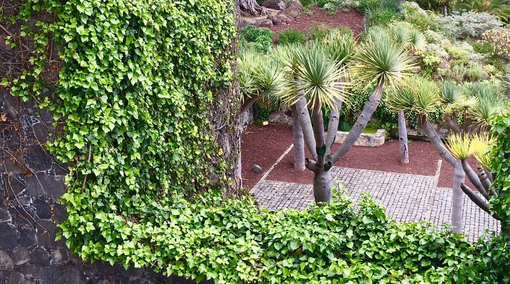 400 years old dragon tree, Tenerife
#green