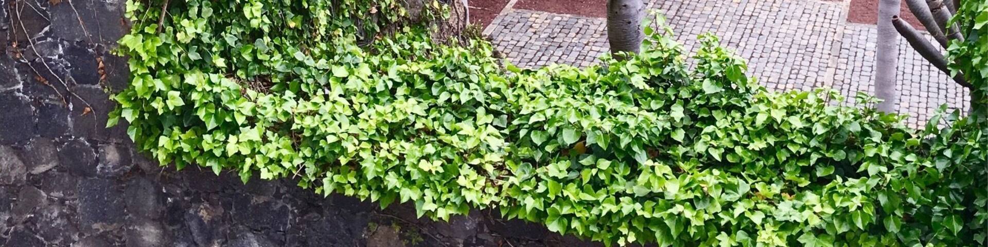 400 years old dragon tree, Tenerife
#green