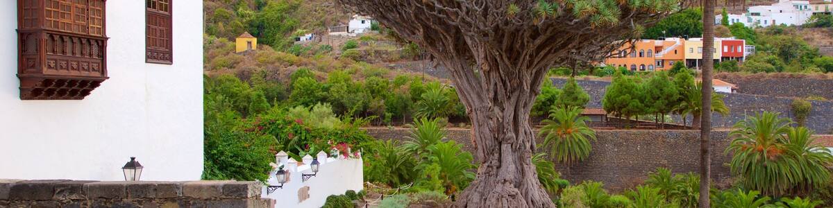 Icod de los Vinos featuring a garden