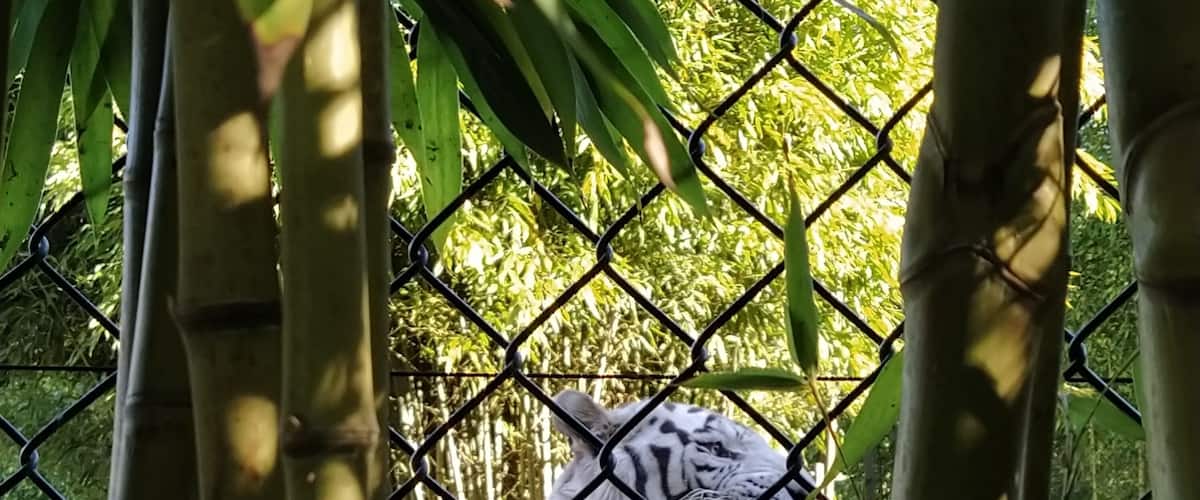 There is a small Zoo in Maia, where you can enter for 7,50€ and see a white tiger 🥺😱
FYI: the value of the entry fee is barely enough for an average lunch in PT!
White Tiger vs. 🍔 ?
I go for the 🐅 
#portugal #animals #tiger #pt #zoo