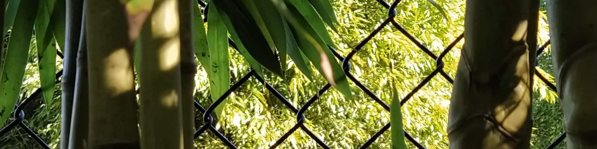 There is a small Zoo in Maia, where you can enter for 7,50€ and see a white tiger 🥺😱
FYI: the value of the entry fee is barely enough for an average lunch in PT!
White Tiger vs. 🍔 ?
I go for the 🐅
#portugal #animals #tiger #pt #zoo