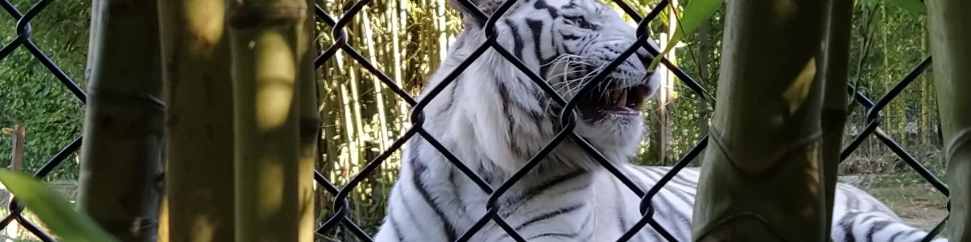 There is a small Zoo in Maia, where you can enter for 7,50€ and see a white tiger 🥺😱
FYI: the value of the entry fee is barely enough for an average lunch in PT!
White Tiger vs. 🍔 ?
I go for the 🐅 
#portugal #animals #tiger #pt #zoo