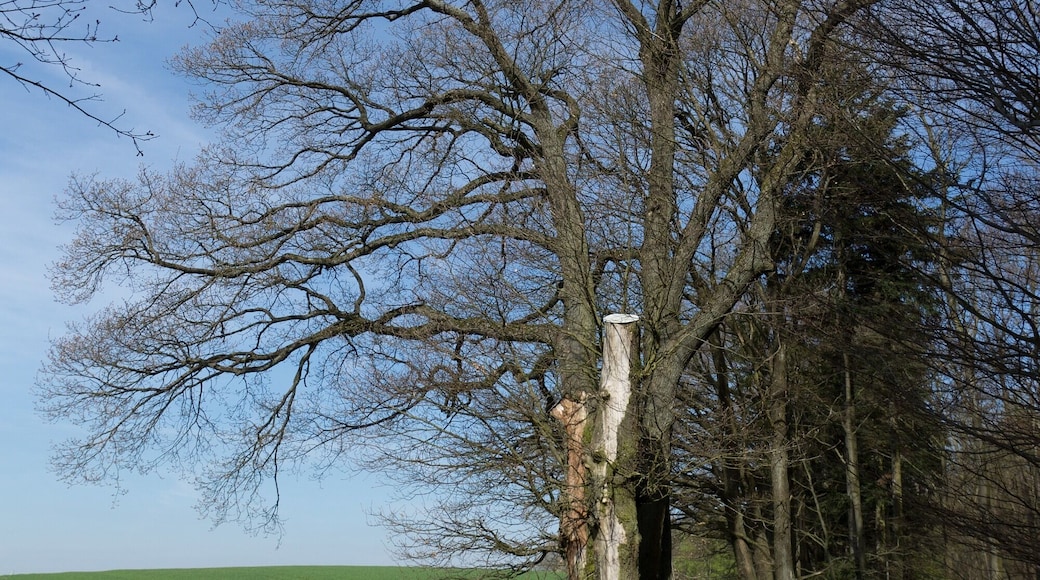Naturdenkmal, 5-stämmige Eiche am Höhenweg in der Winterhell, ND-7336-386