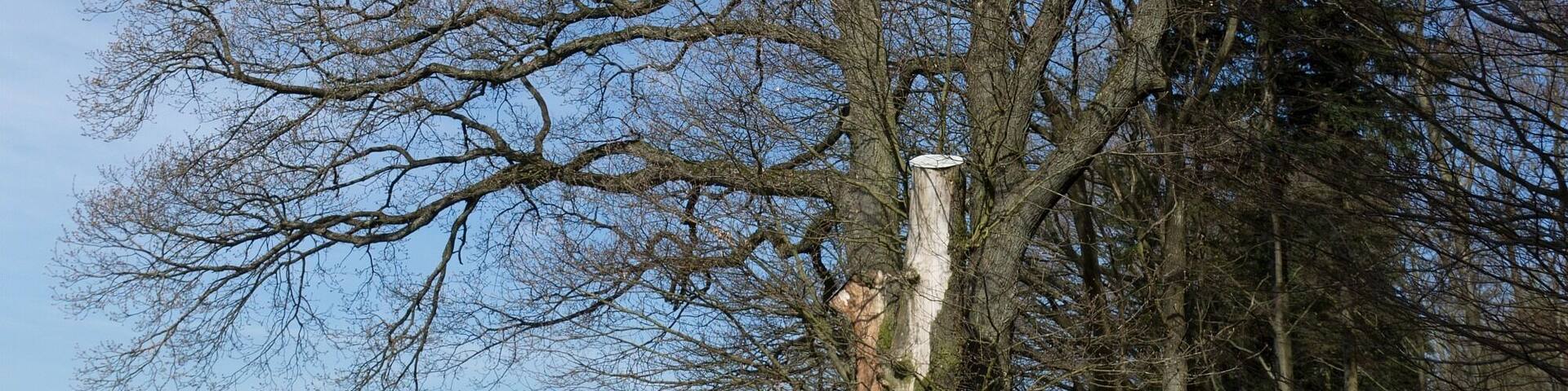 Naturdenkmal, 5-stämmige Eiche am Höhenweg in der Winterhell, ND-7336-386