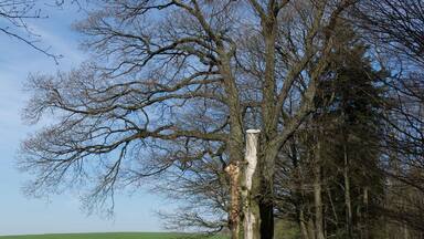 Naturdenkmal, 5-stämmige Eiche am Höhenweg in der Winterhell, ND-7336-386