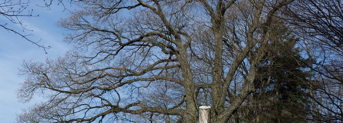 Naturdenkmal, 5-stÀmmige Eiche am Höhenweg in der Winterhell, ND-7336-386
