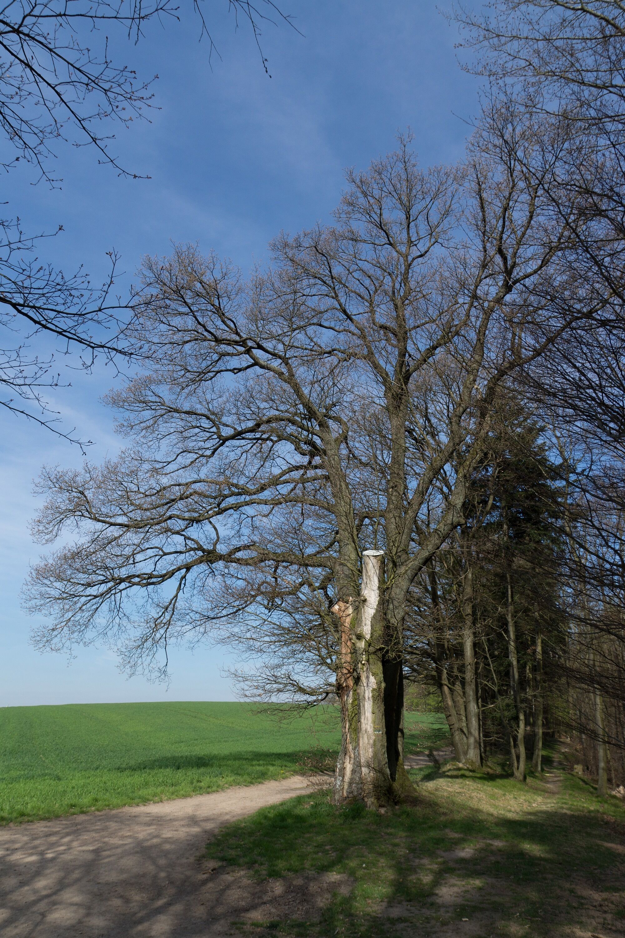 A tree-lined path with a dirt road leading through a green field.