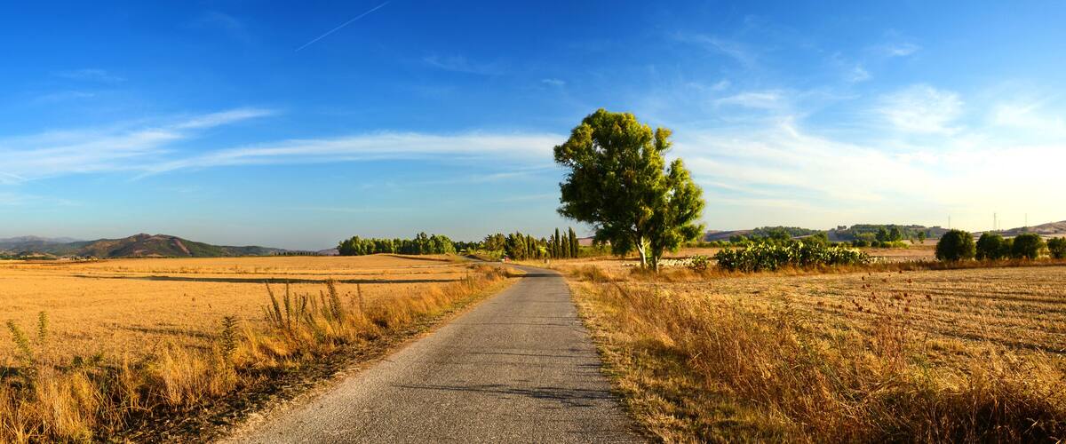 A rural landscape with a paved path, golden fields, and a prominent tree on the right.