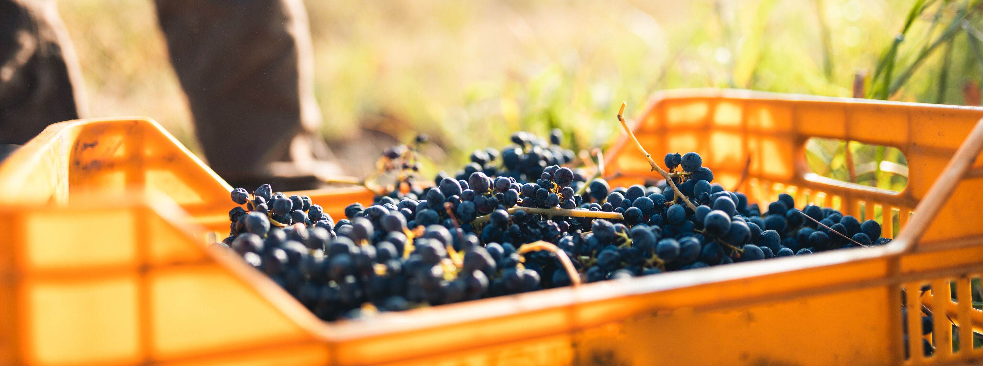Uva nera nella cassetta in campagna