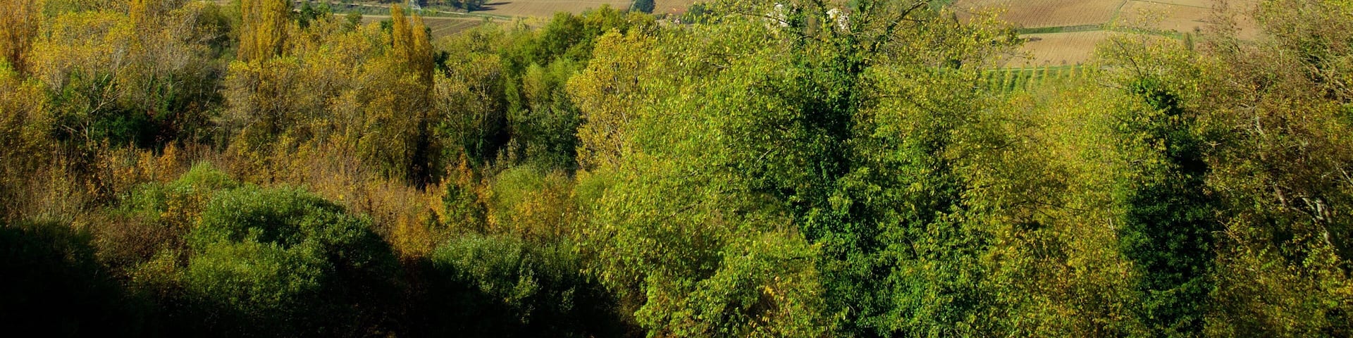 Montone showing tranquil scenes