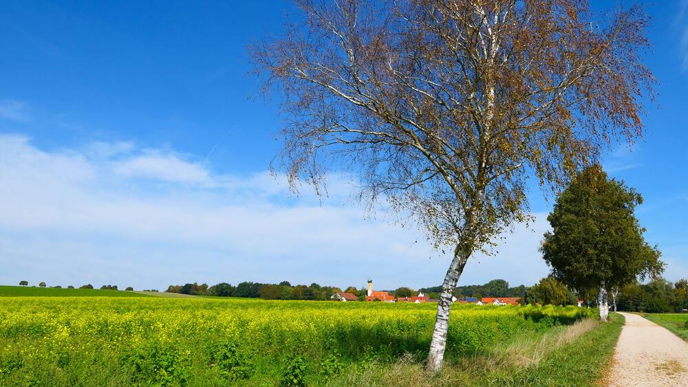 Bayern - Rapsfeld im Herbst
