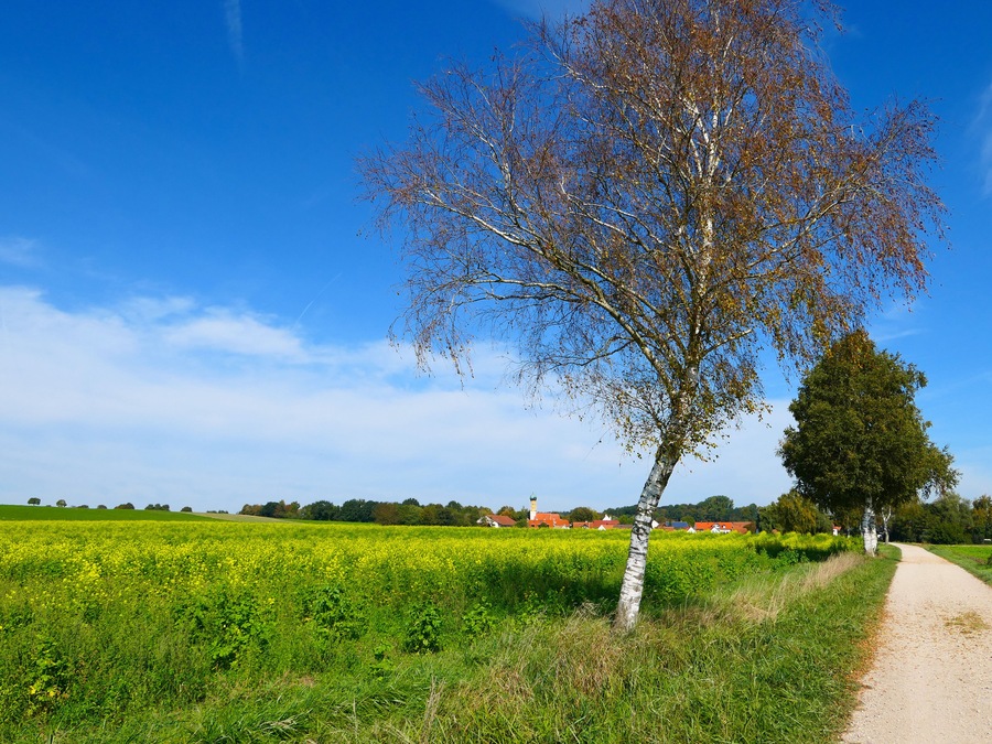 Bayern - Rapsfeld im Herbst