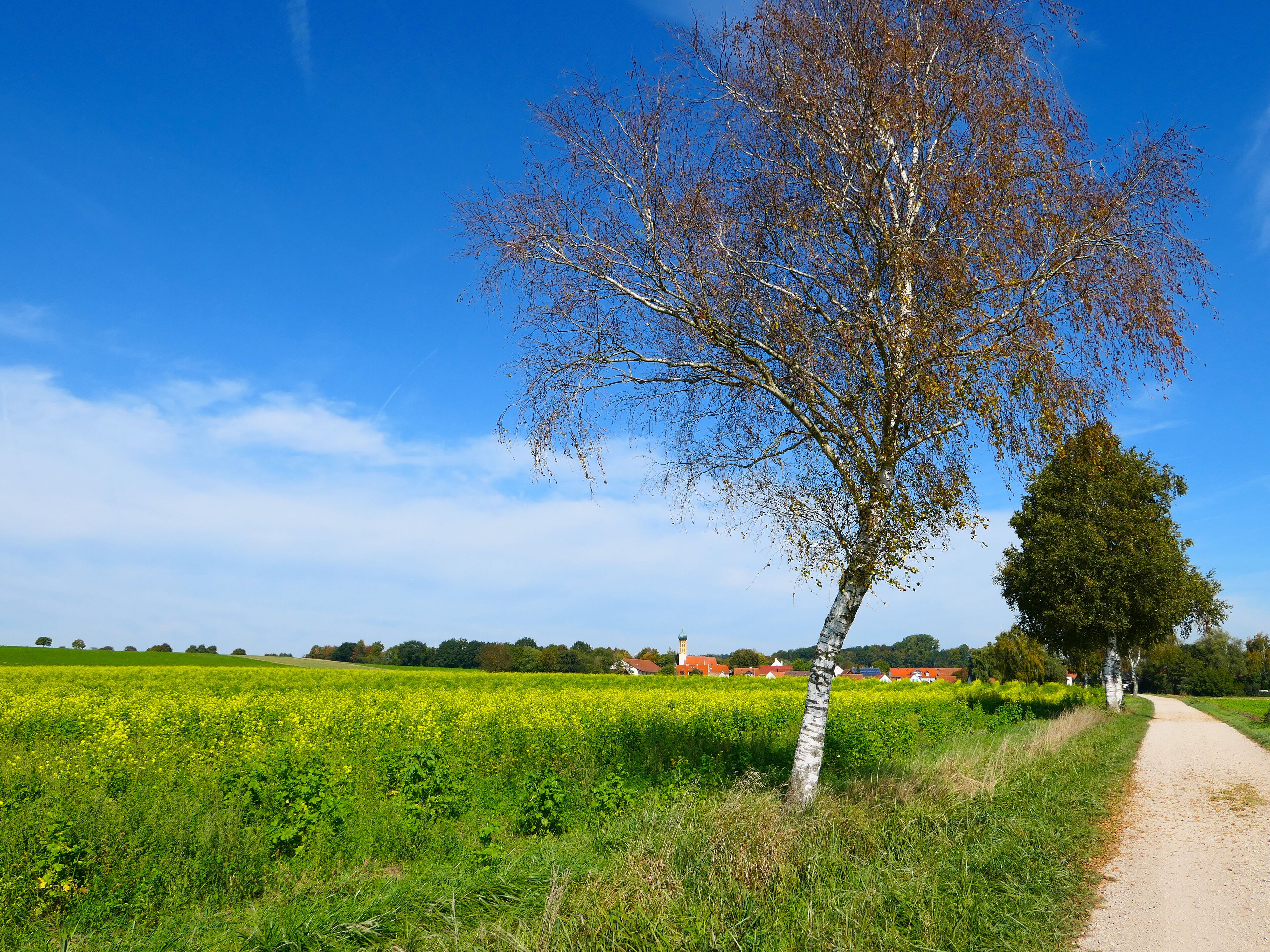 A rural landscape with a clear blue sky, a field of yellow flowers, and a dirt path.