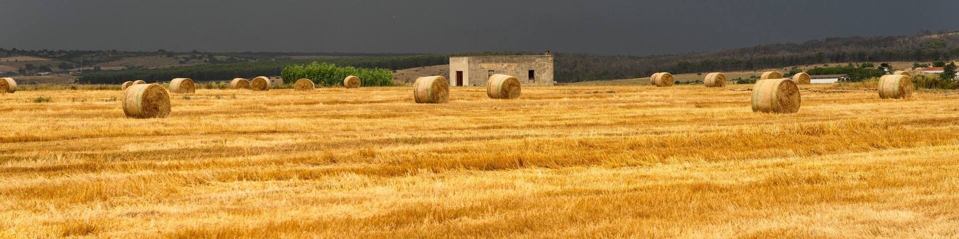 Rural landscape in Apulia at summer