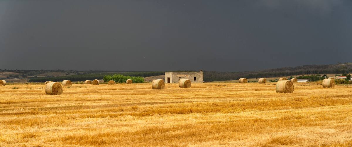 A field of golden wheat with hay bales and a small building in the distance under a cloudy sky.