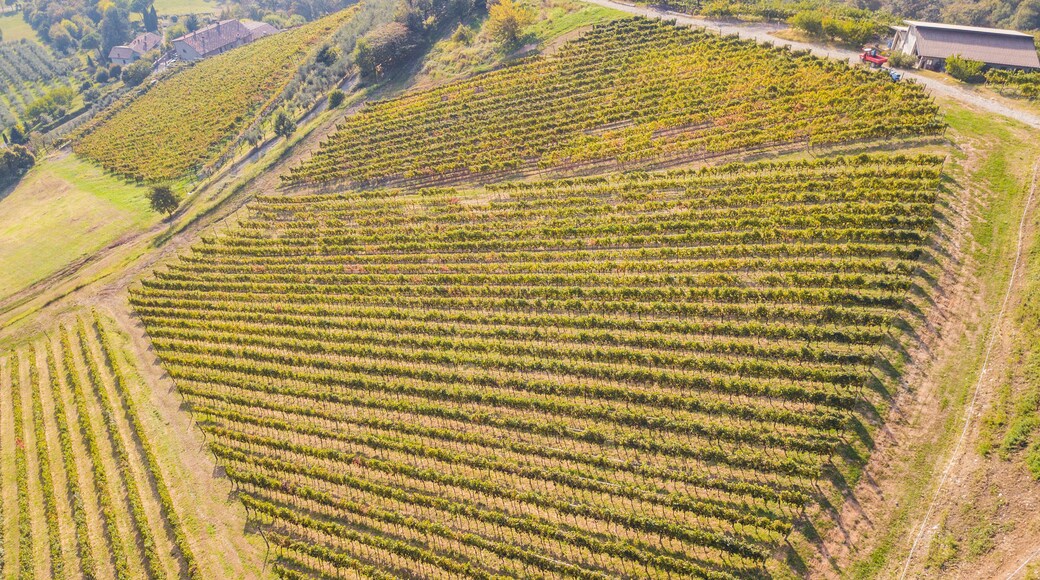 Earth's line. A drone vertical perspective of the vineyards. Agricultural fields