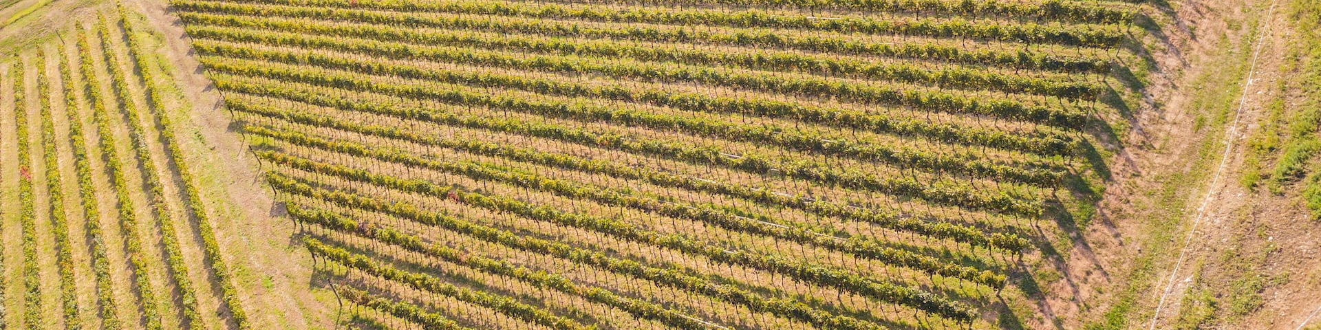Earth's line. A drone vertical perspective of the vineyards. Agricultural fields