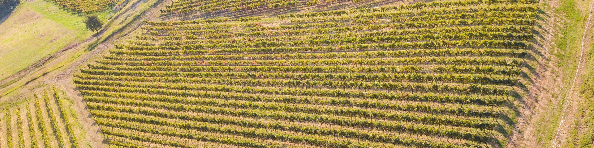 Earth's line. A drone vertical perspective of the vineyards. Agricultural fields