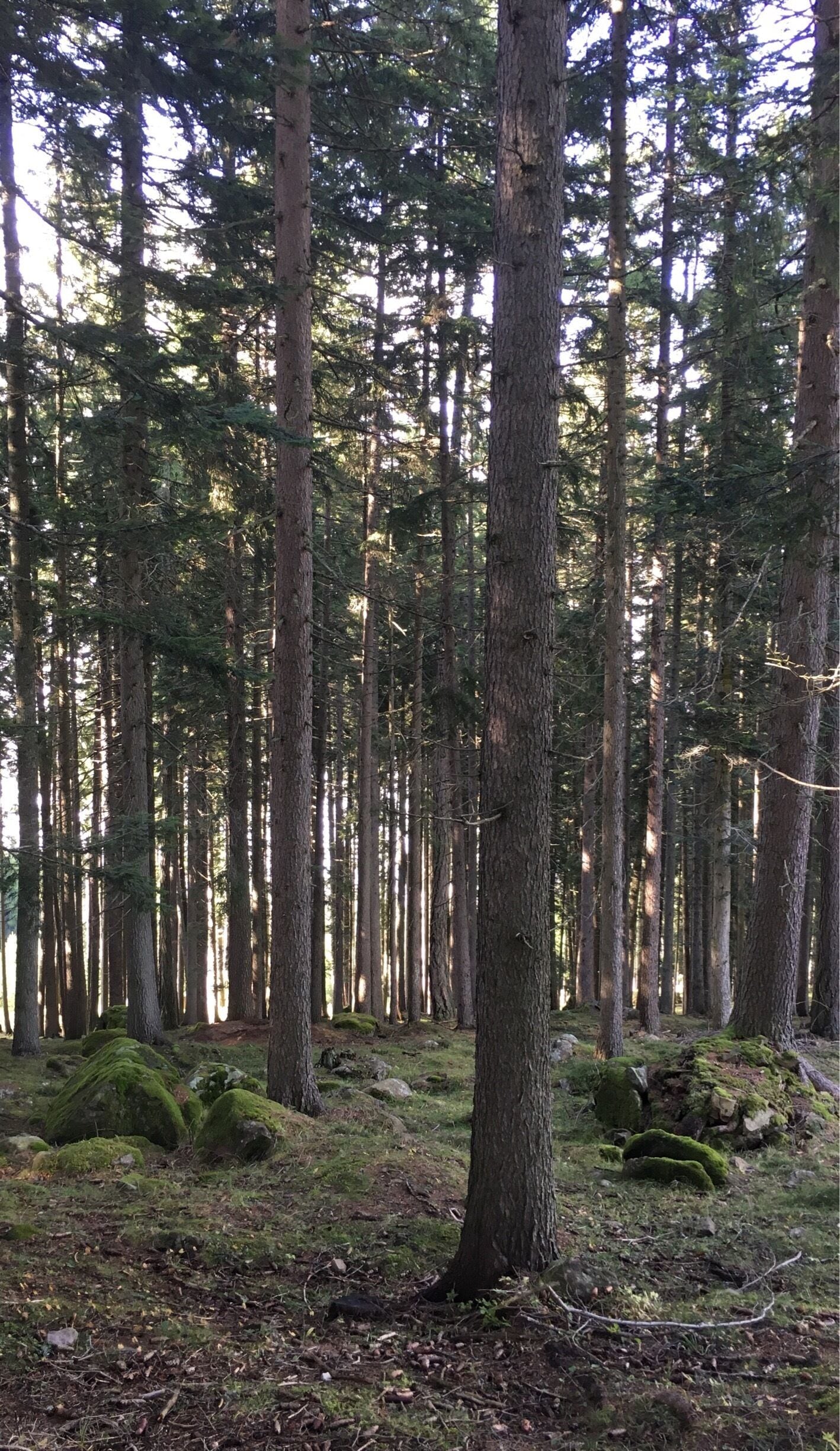 This is like walking through a fairytale forest. 