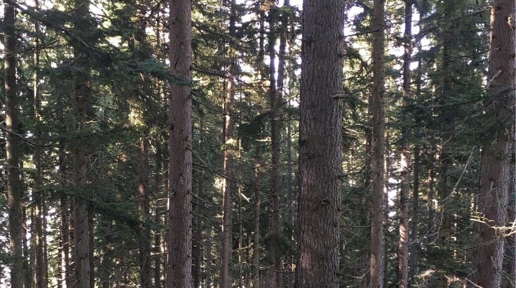 This is like walking through a fairytale forest.