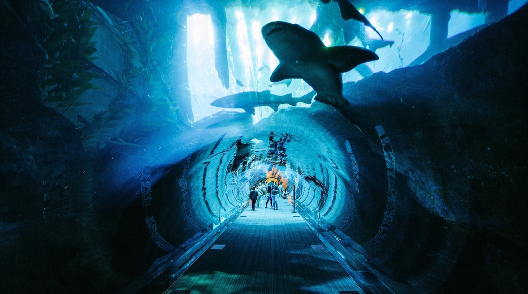 Dubai Mall which includes marine life, interior views and dangerous animals