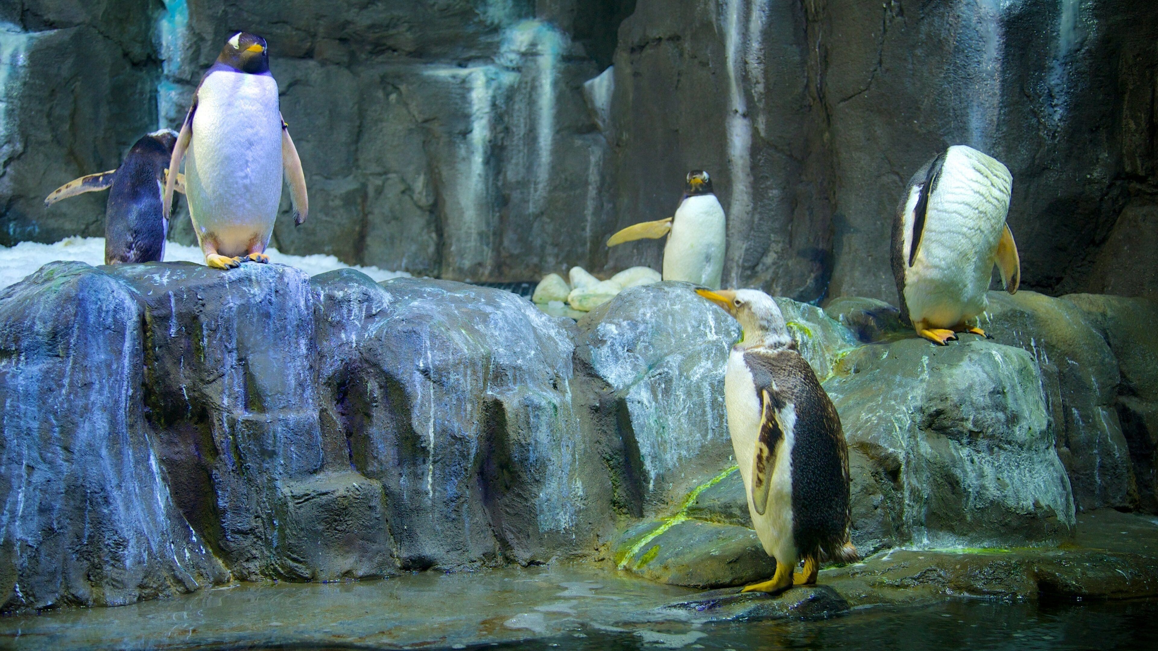 Dubai Mall which includes bird life