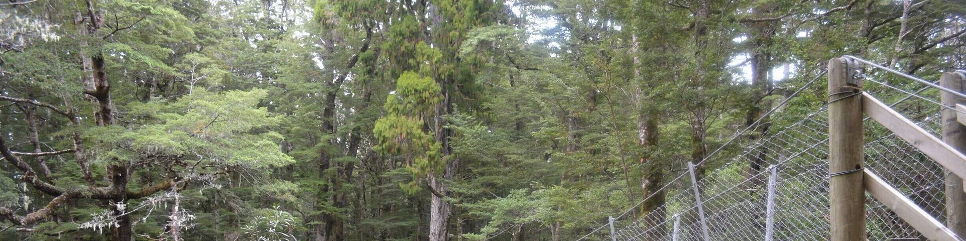 #green
great to discover. Beside famous Kepler track is this undawned track