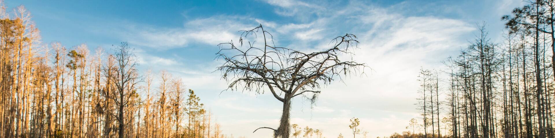 A lone cypress tree stands in a pond of lilypads in the Okefenokee swamp at sunset.