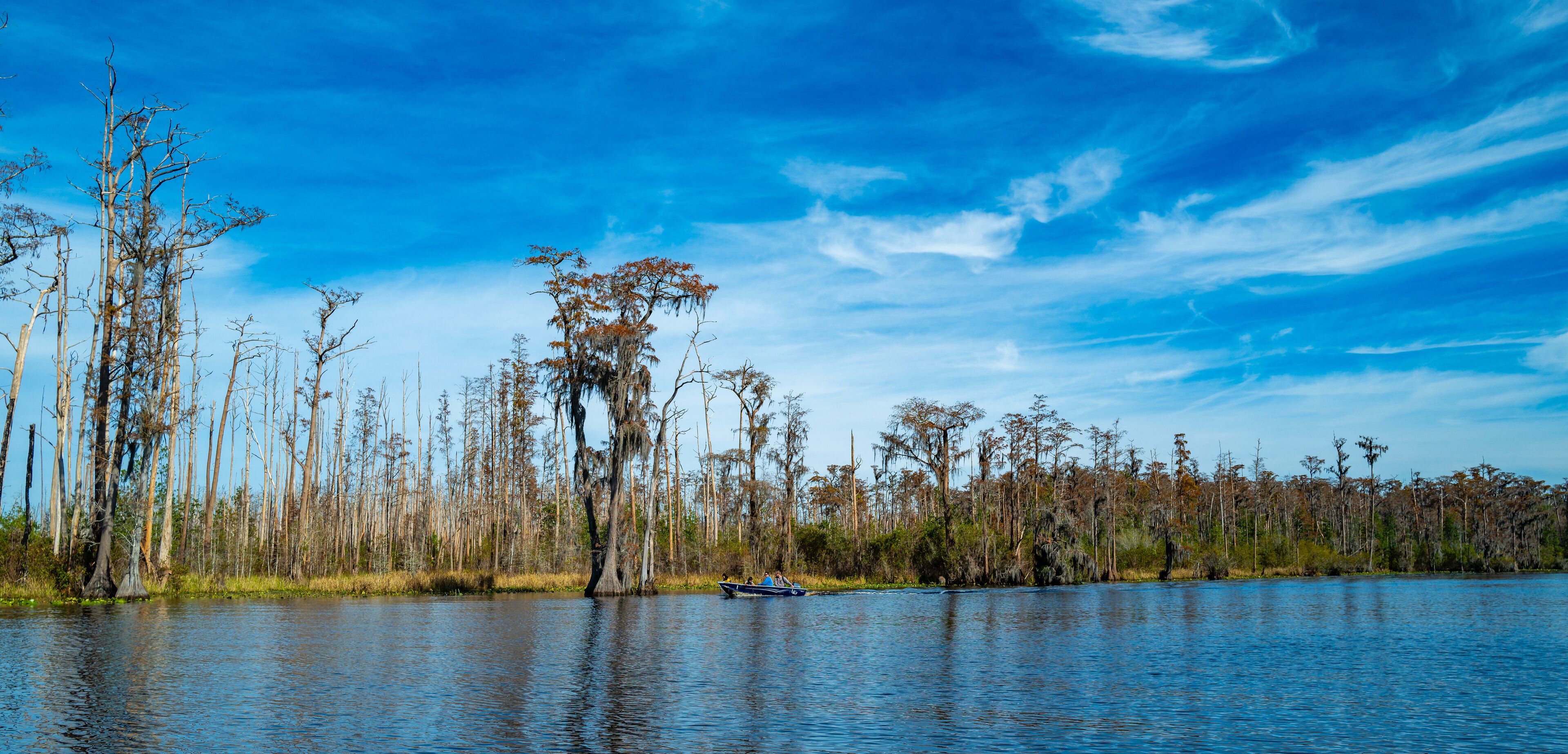A boat full of tourists floats through a flooded cypress forest in Okefenokee Park, Georgia
