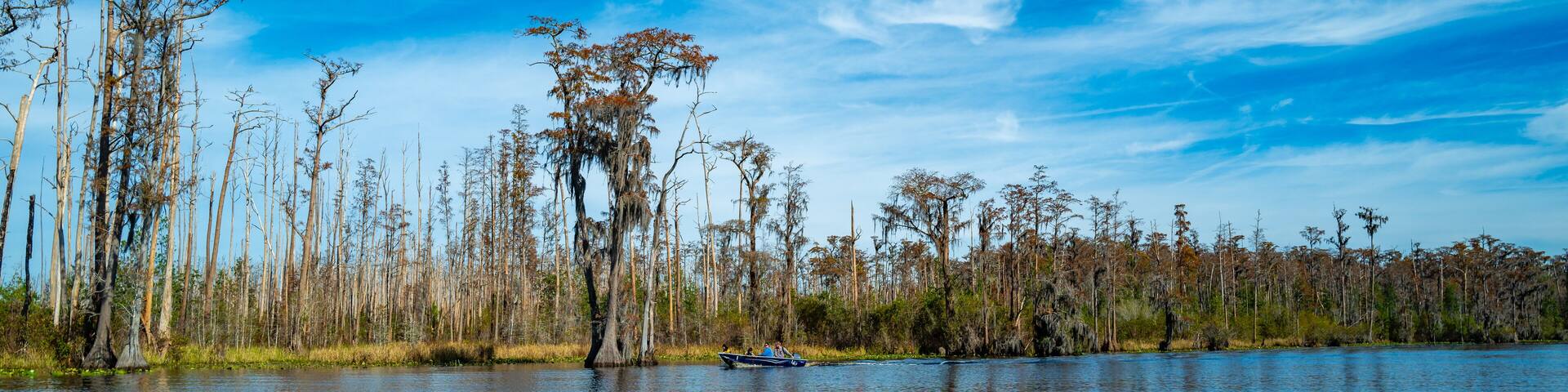 A boat full of tourists floats through a flooded cypress forest in Okefenokee Park, Georgia