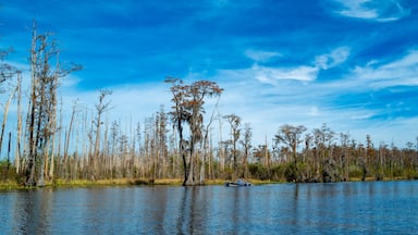A boat full of tourists floats through a flooded cypress forest in Okefenokee Park, Georgia