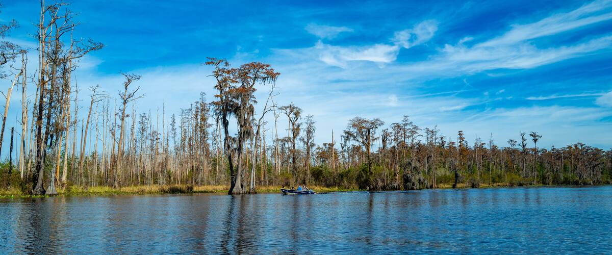 A calm lake with a boat, surrounded by a forest of dead trees.