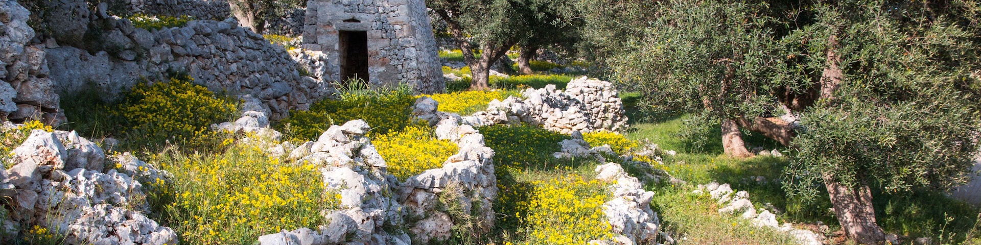 Mediterranean landscape in Salento with olive trees, stones and walls, Italy