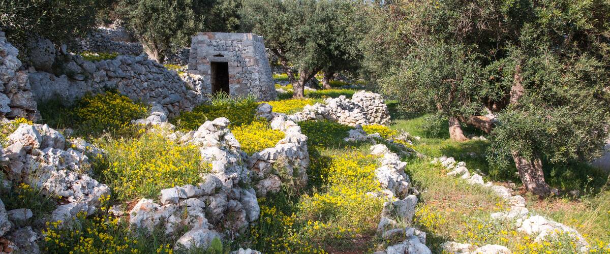 A stone structure surrounded by olive trees and yellow flowers.
