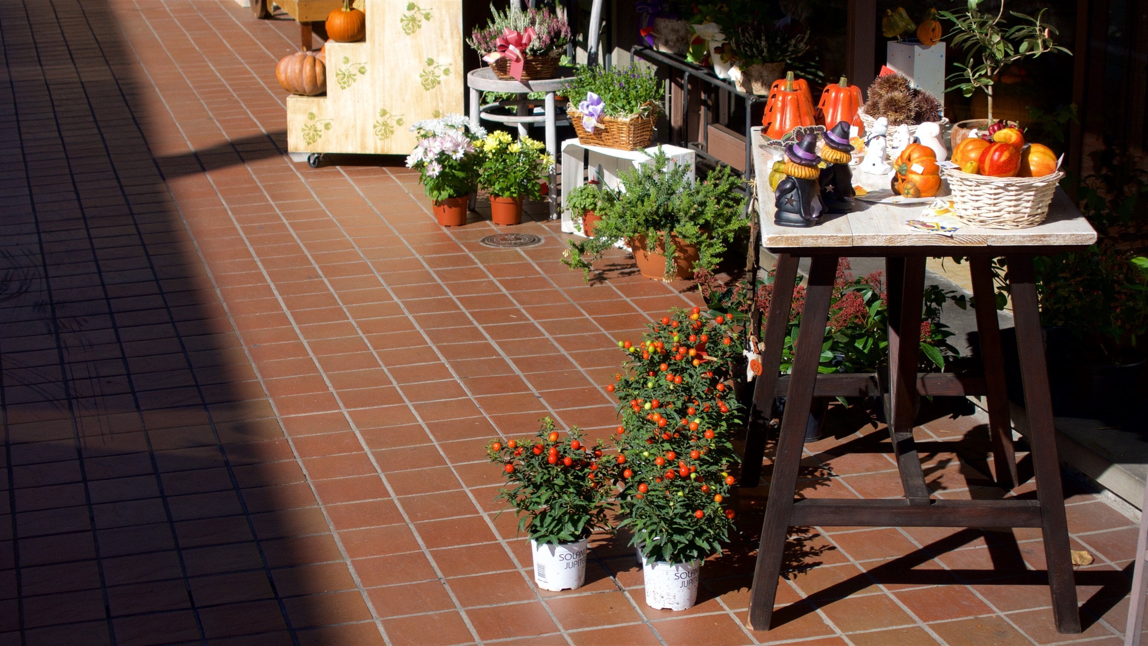 Centro de jardinería con plantas en macetas, calabazas y una mesa con decoraciones de Halloween.