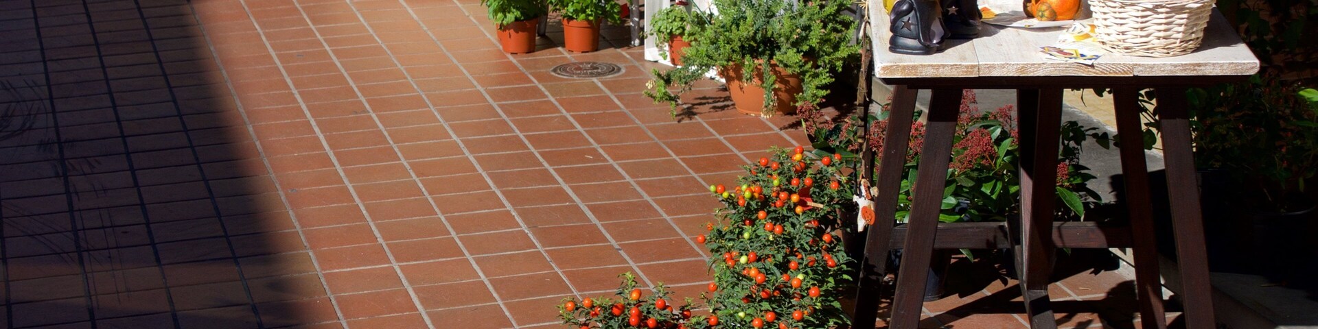 Centro de jardinería con plantas en macetas, calabazas y una mesa con decoraciones de Halloween.