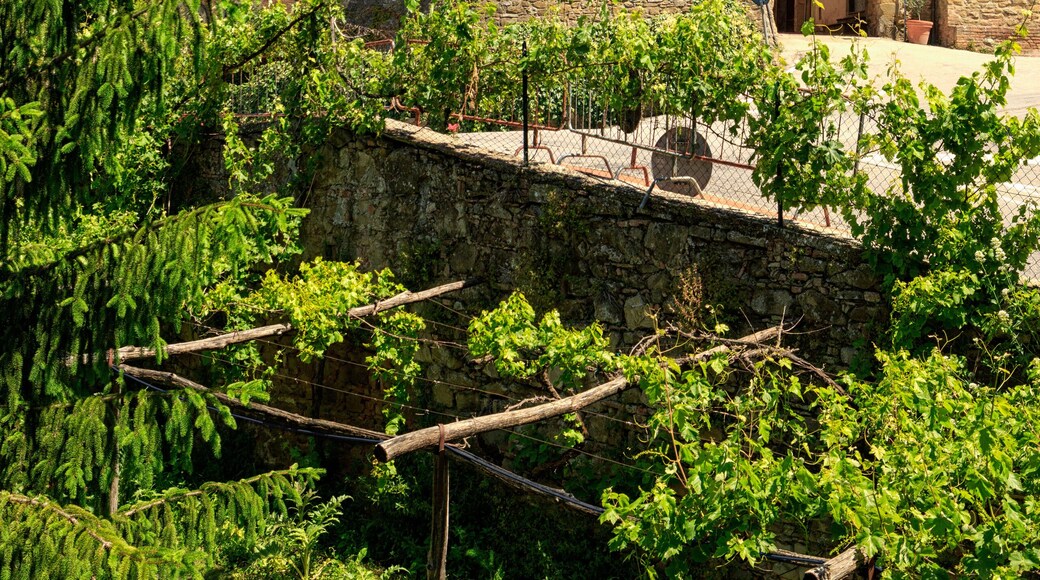 Houses in Paciano in Umbria, Italy