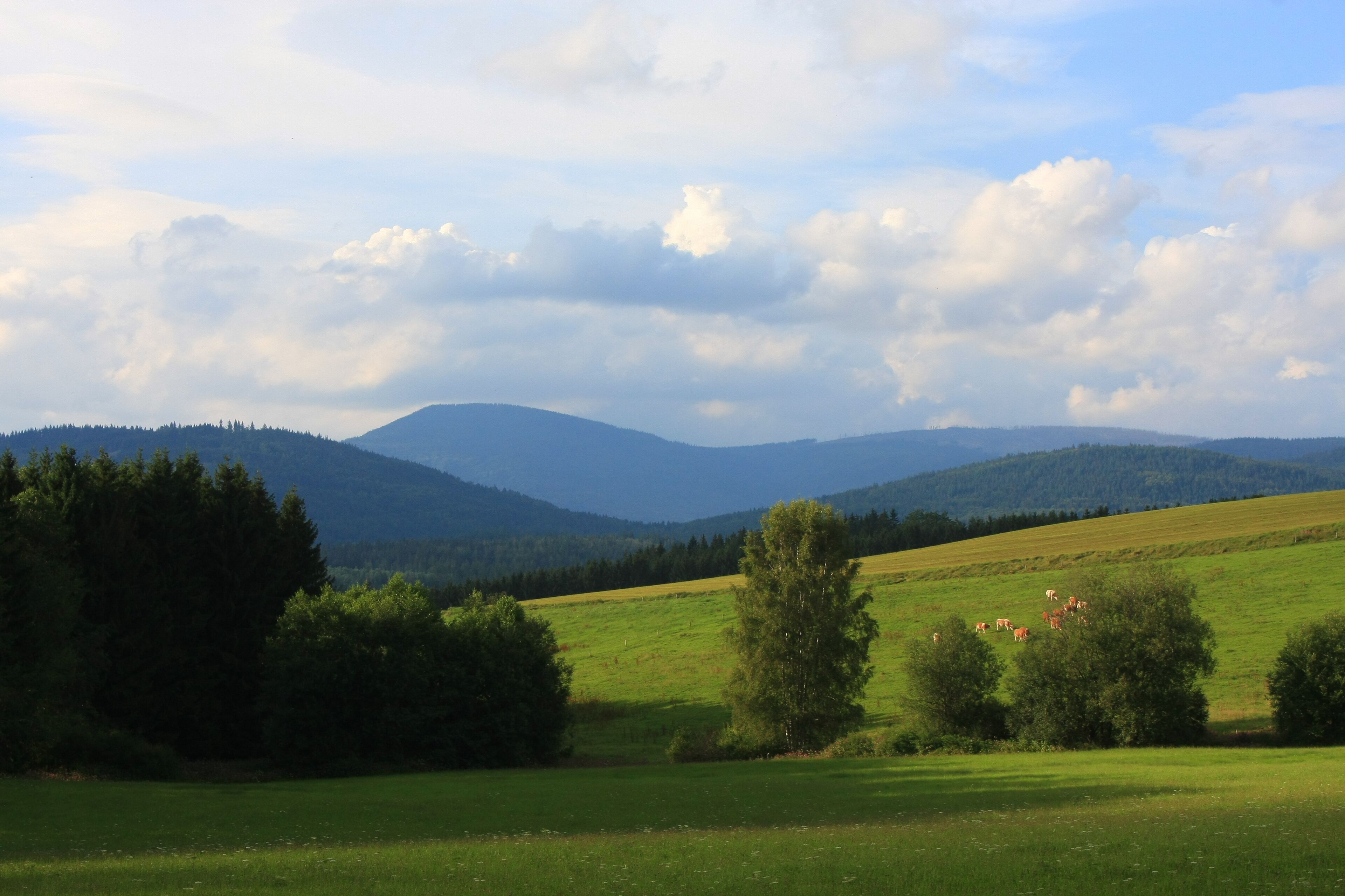 Falkenstein, Bavarian Forest Nationalpark