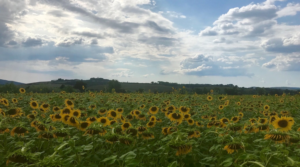 While driving through Tuscany I saw so many beautiful sunflowers! In August you can find them everywhere you go !
#Nature
#LifeAtExpedia
#sunflowers