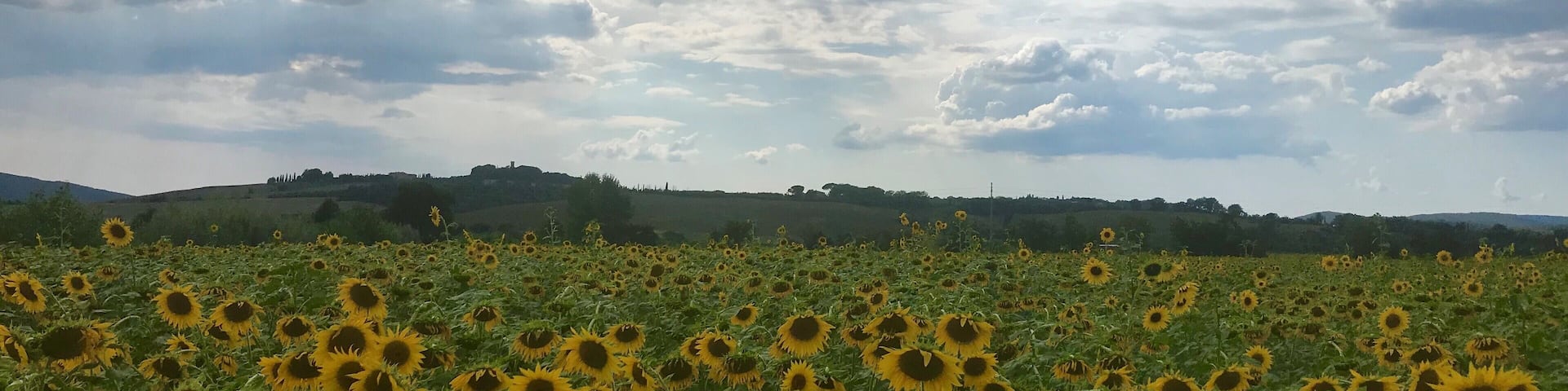 While driving through Tuscany I saw so many beautiful sunflowers! In August you can find them everywhere you go !
#Nature
#LifeAtExpedia
#sunflowers