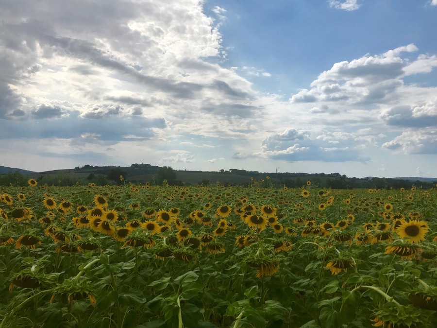While driving through Tuscany I saw so many beautiful sunflowers! In August you can find them everywhere you go ! 
#Nature
#LifeAtExpedia
#sunflowers