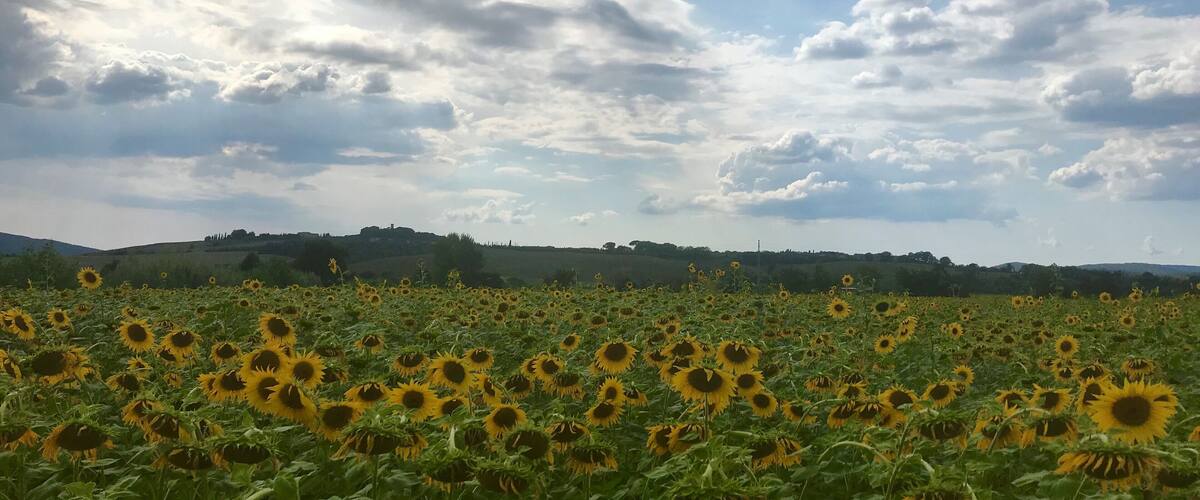 A sunflower field under a partly cloudy sky.